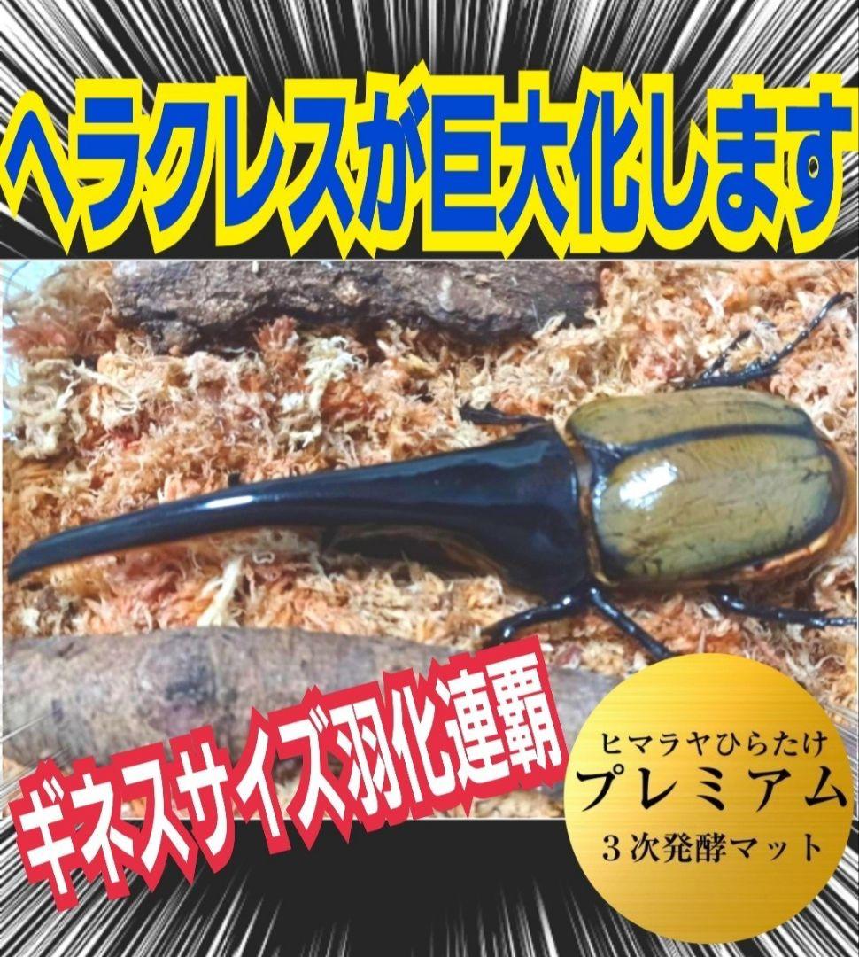 大量飼育に！たっぷり90リットル　極上☆ヒマラヤひらたけプレミアム3次発酵マット