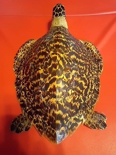 ベッコウ亀剥製　国際希少野生動植物種登録票付き　値引き可能