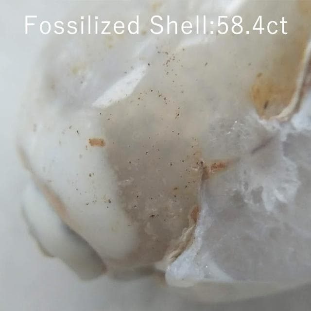 58.4ct　貝化石　仮晶アゲート　インド産　置換タイプ　化石