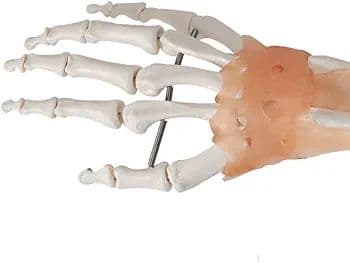 ❣️１点限り❣️人間の手の関節と靭帯の模型　人体模型　教育モデル　解剖学　学校