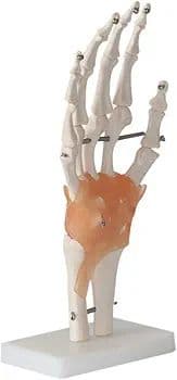 ❣️１点限り❣️人間の手の関節と靭帯の模型　人体模型　教育モデル　解剖学　学校