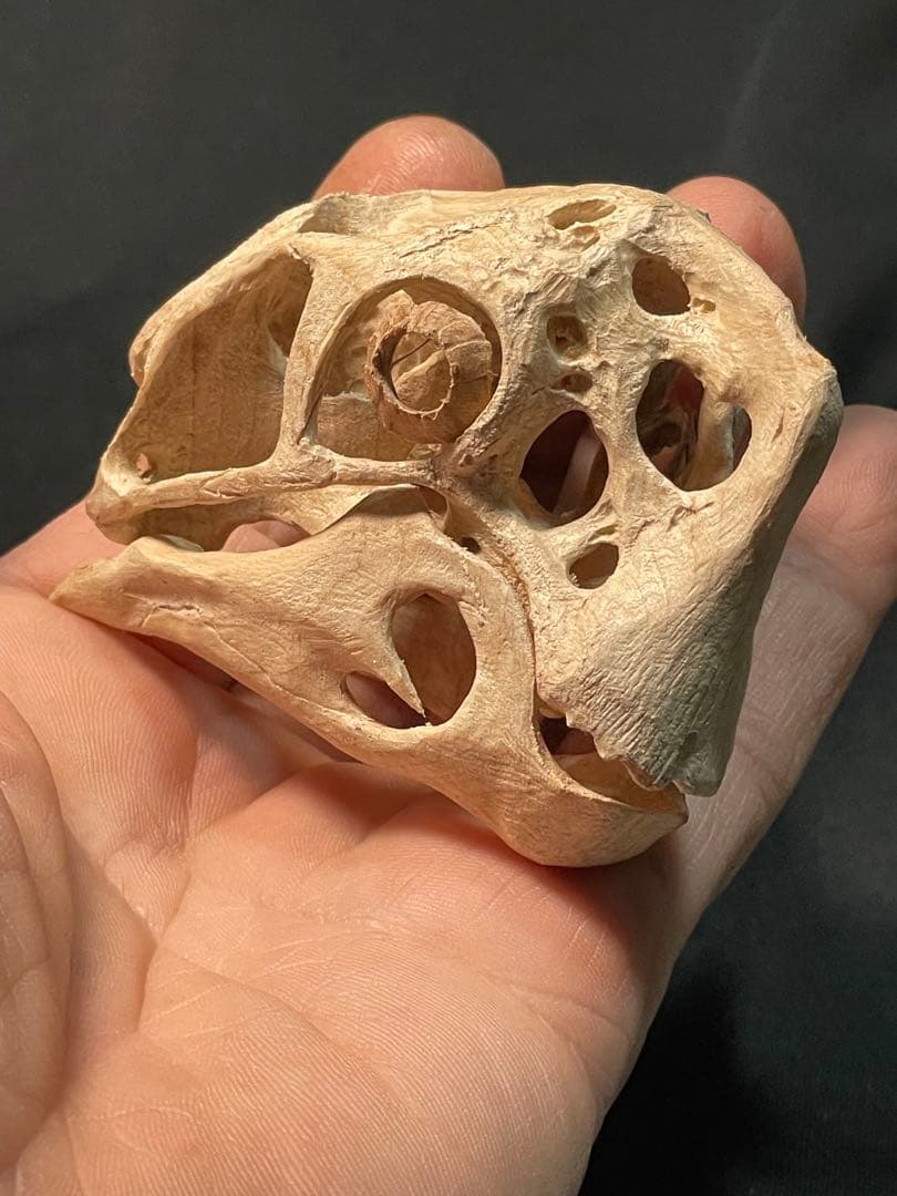 木彫　恐竜　Oviraptor（Citipati)　頭骨模型 7cm