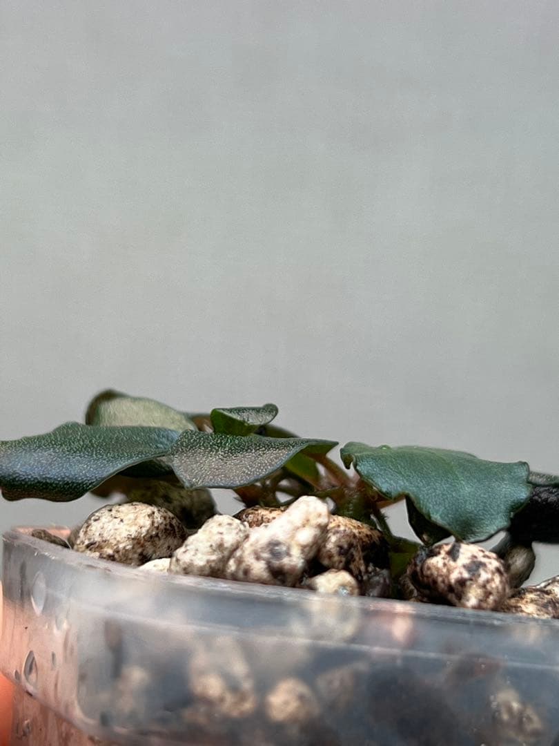 Bucephalandra sp. Mahakam 2株