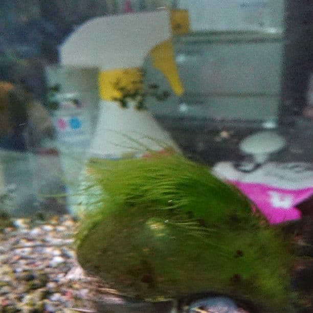 亀です