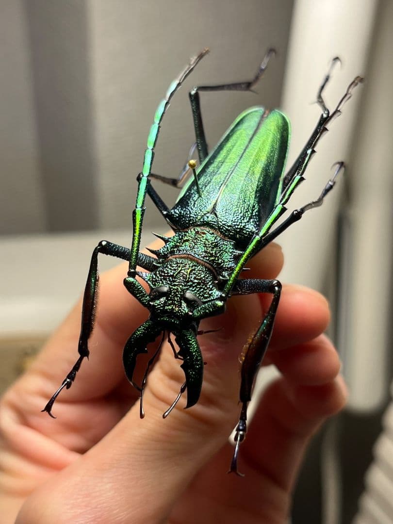 【極美GREEN】ルリオニカミキリ ムラサキオニノコギリカミキリ 昆虫標本