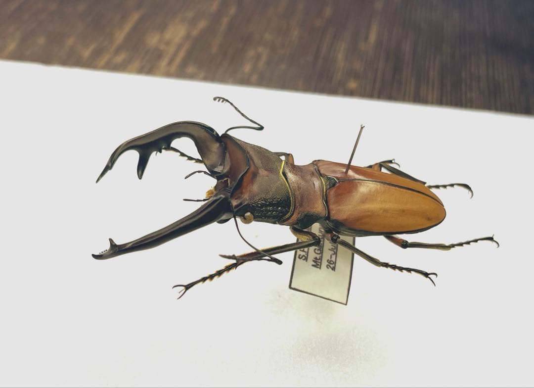 アラガールホソアカクワガタ標本