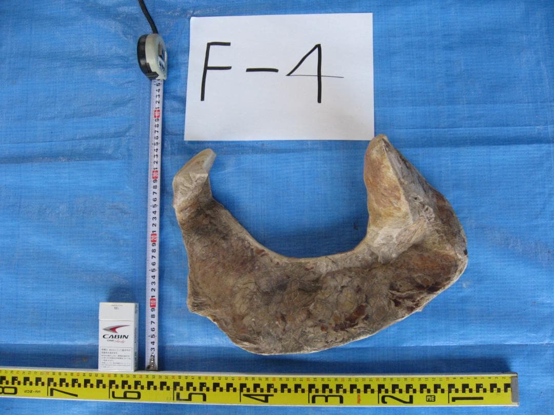化石　F-4