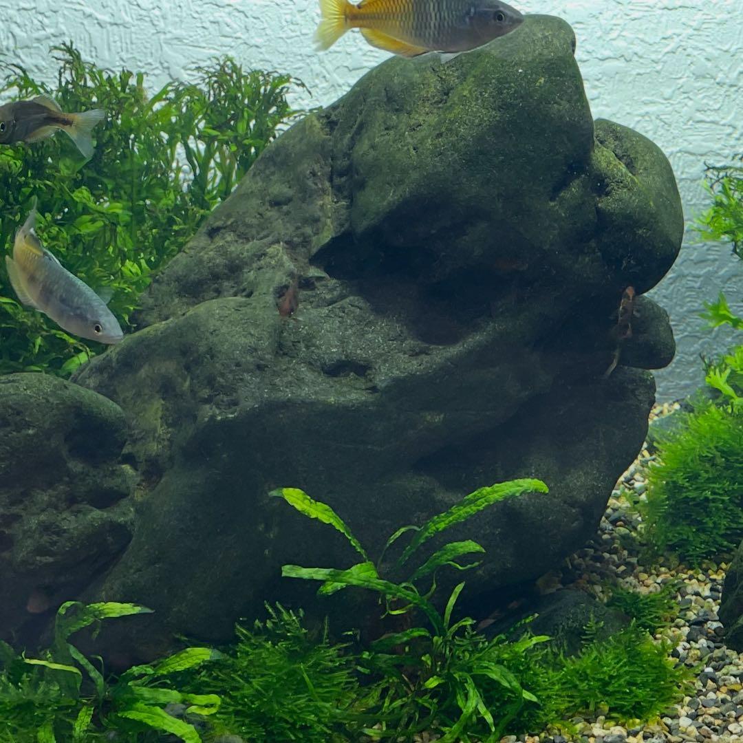 八海石 26kg