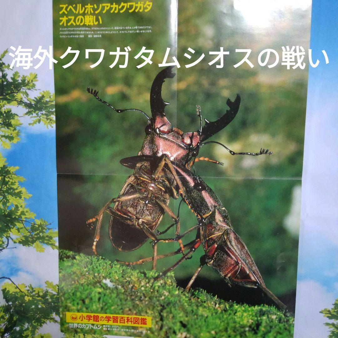 昆虫図鑑付録未使用折りたたみポスター 付海外カブトムシ＆クワガタ昭和58年当時品