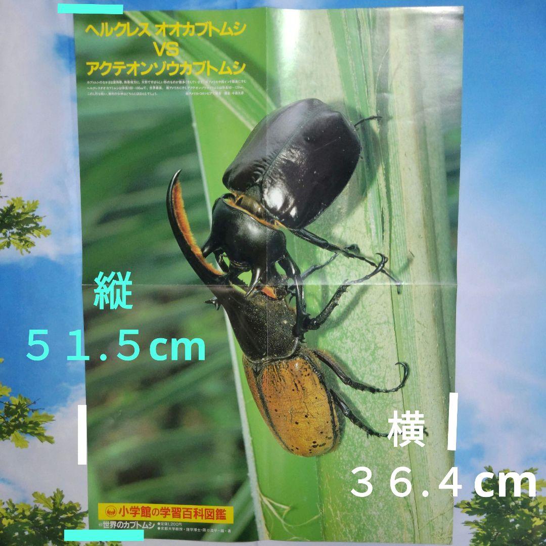 昆虫図鑑付録未使用折りたたみポスター 付海外カブトムシ＆クワガタ昭和58年当時品
