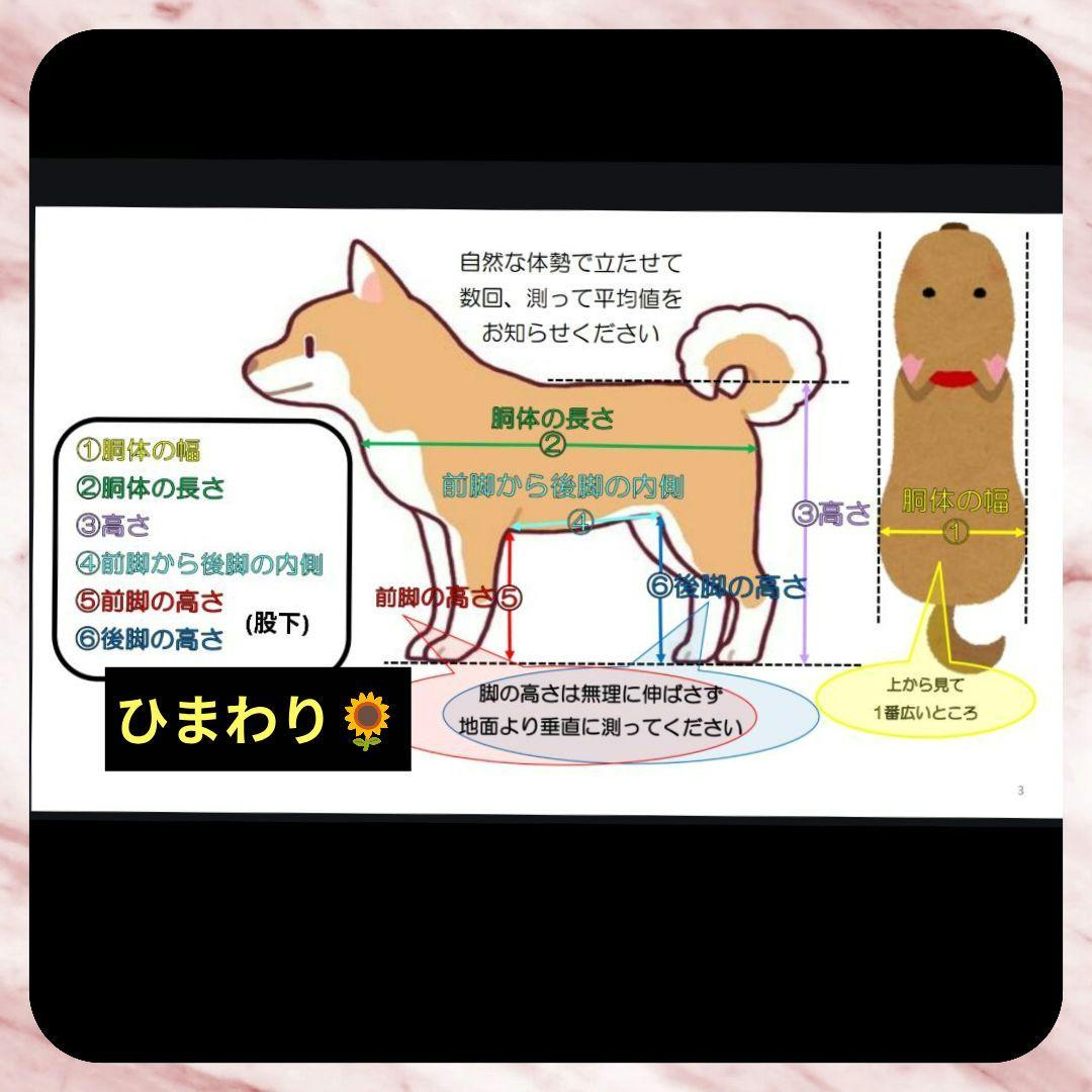ワンちゃん4輪　M.ダックス等　リハビリ　食事補助　犬用車椅子　介護　犬の歩行器