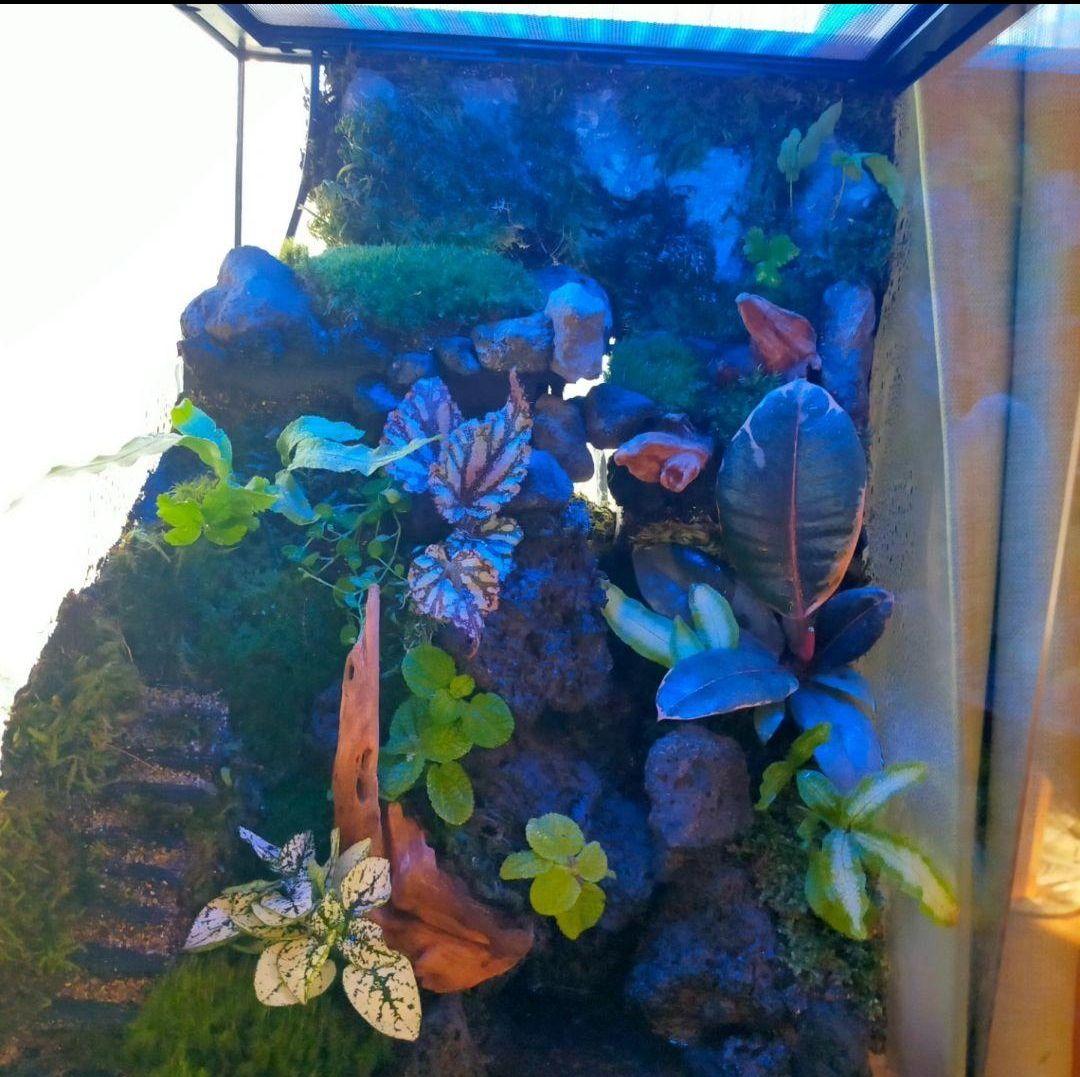 滝の流れる化石と苔のテラリウム、究極の飼育箱（化石、ライト、ミスト、階段付き）