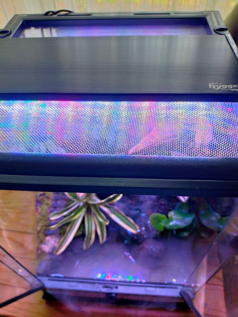 滝の流れる化石と苔のテラリウム、究極の飼育箱（化石、ライト、ミスト、階段付き）