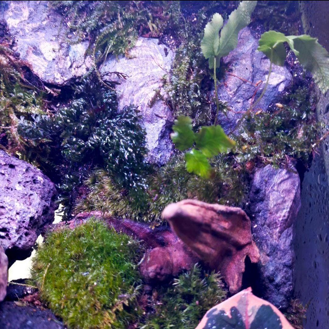 滝の流れる化石と苔のテラリウム、究極の飼育箱（化石、ライト、ミスト、階段付き）