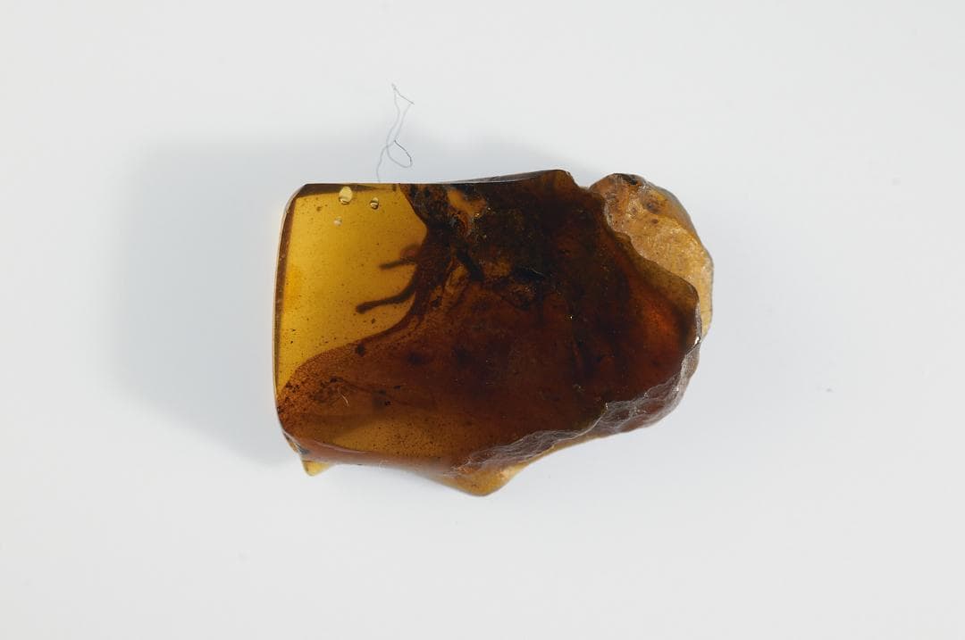レア極上品PA118虫入り琥珀化石白亜紀の爬虫類 「爪」と「体」 9900万年前