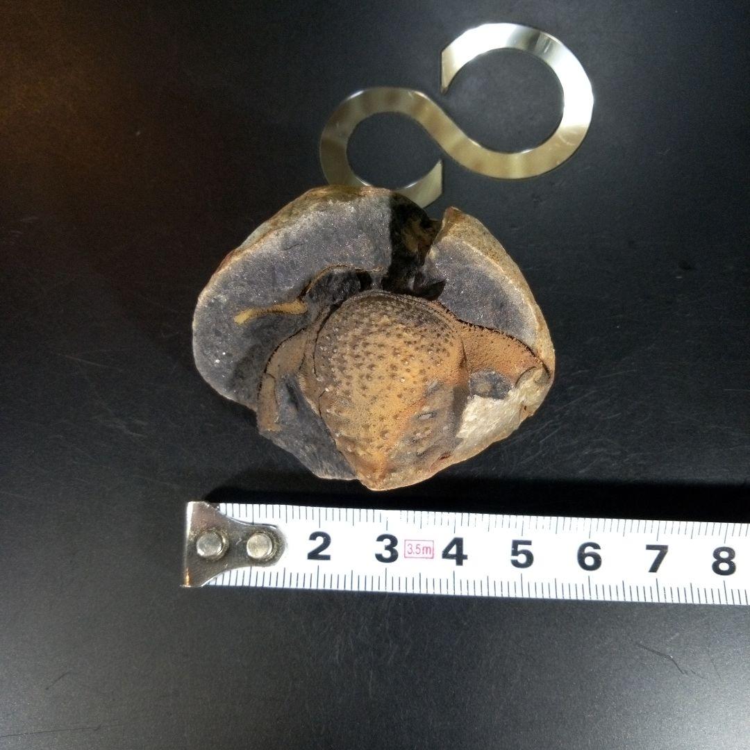 三葉虫　化石　fossil　海　ボリビア産　trilobite　ボリビア化石郡⑤