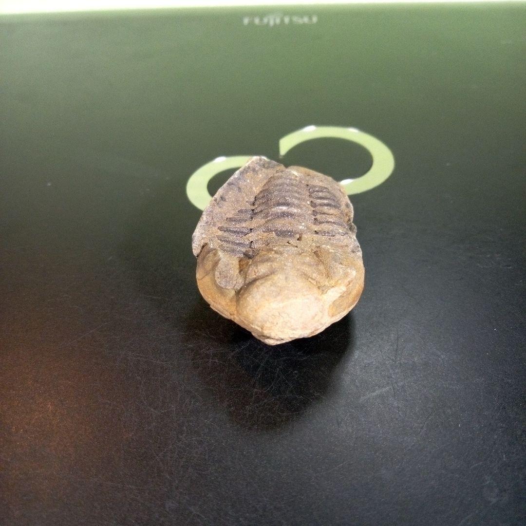三葉虫　化石　fossil　ボリビア　trilobite　三葉虫綱　三葉虫管理⑦