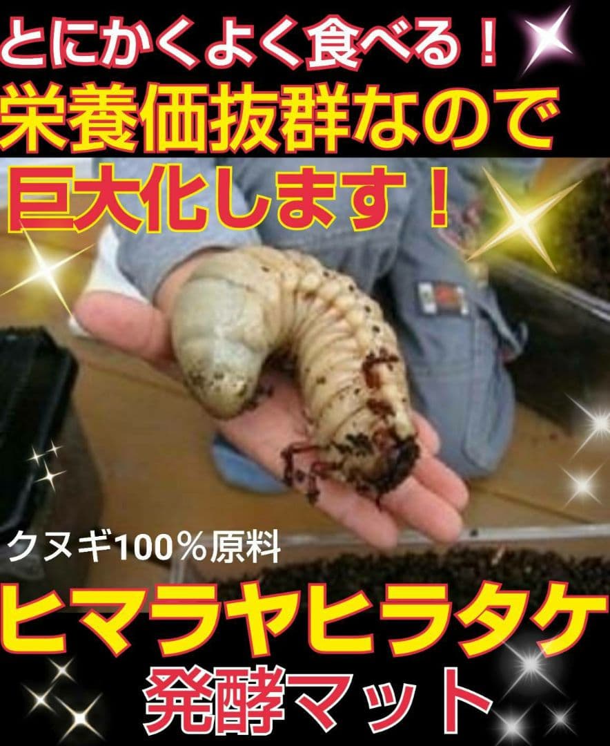 送料無料！カブトムシ幼虫の餌！栄養価抜群なので大きくなります！クワガタにも使える