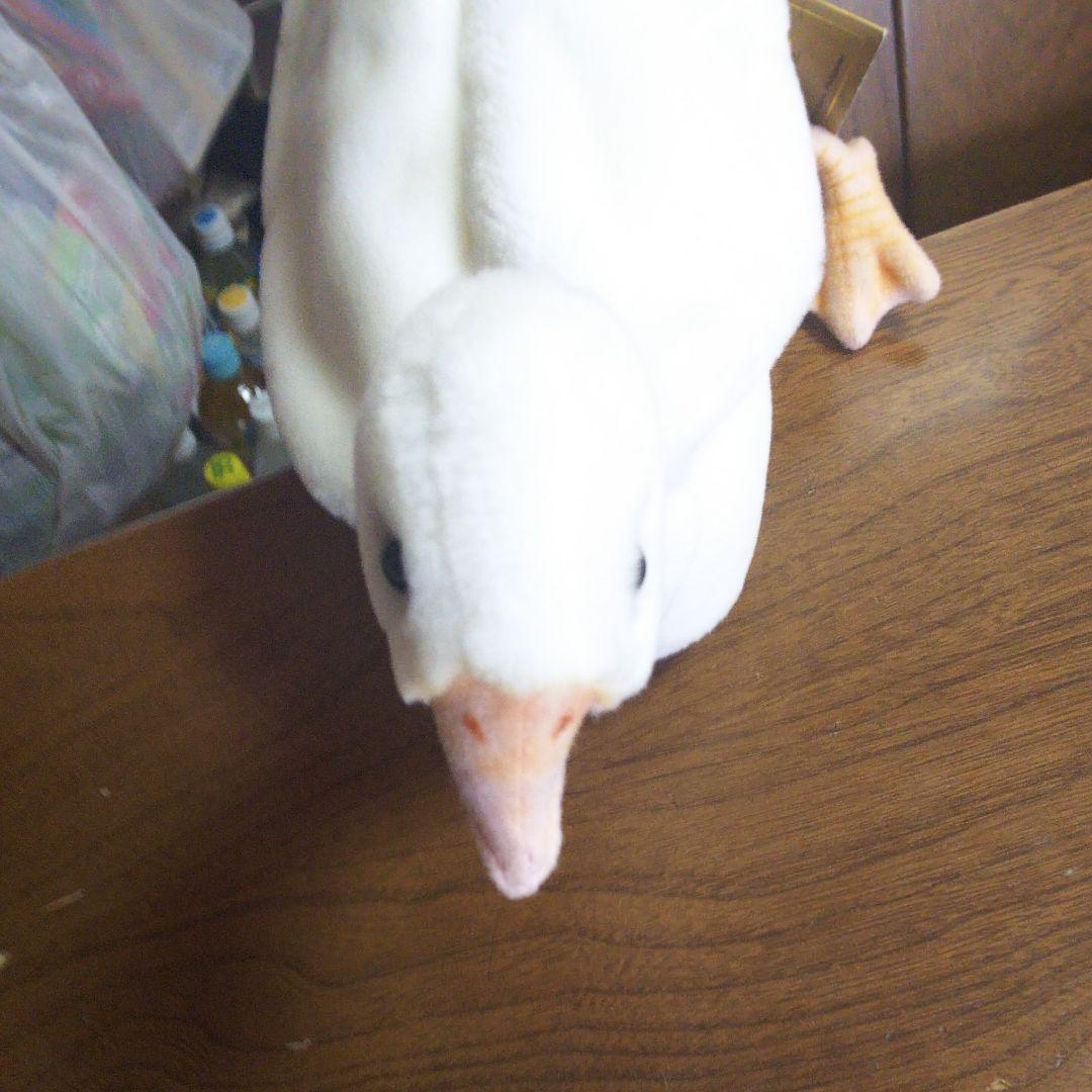 鳥ぬいぐるみ