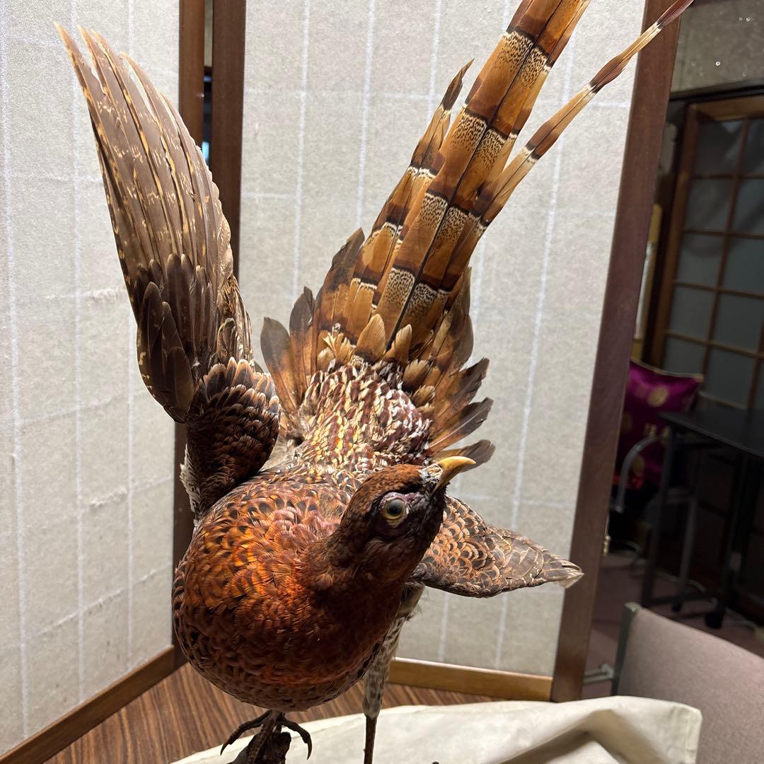 木製 鳥の彫刻 茶色と金色の羽根　雉　剥製　掘り出しもの