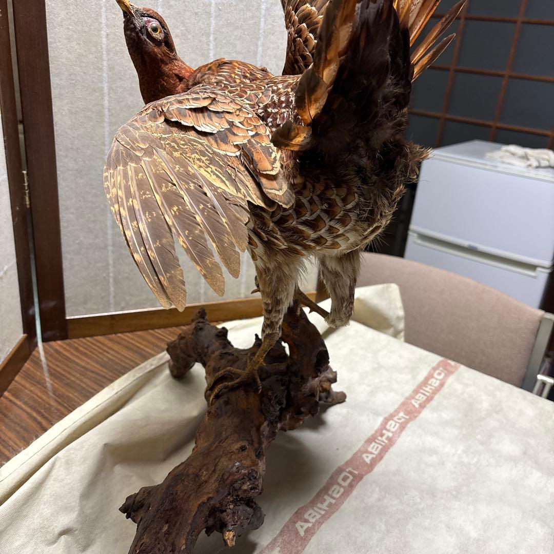 木製 鳥の彫刻 茶色と金色の羽根　雉　剥製　掘り出しもの