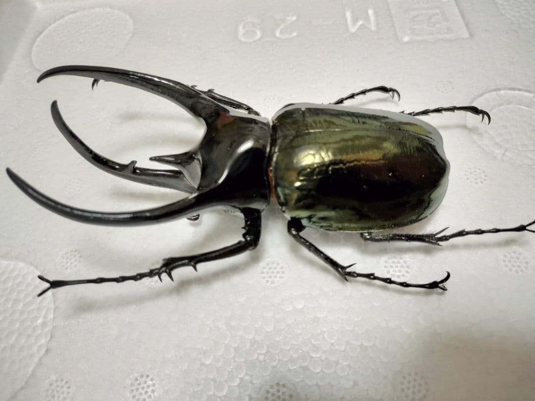 大型コーカサスオオカブト 標本