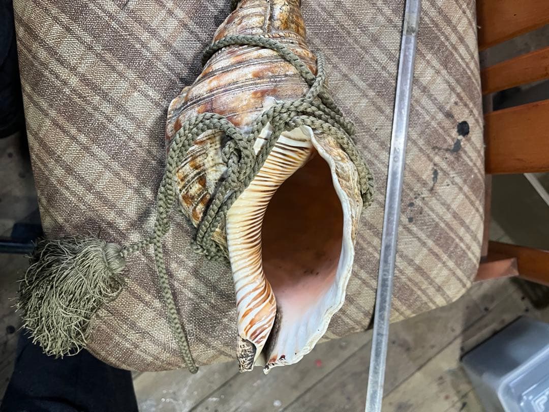法螺貝　年代物さ　長さ32cm
