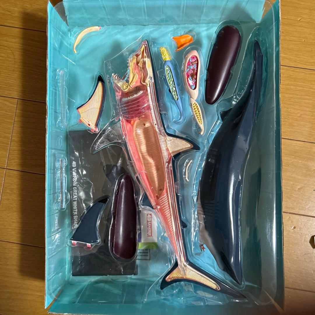 4Dビジョン ホホジロザメ 解剖モデル Great White Shark