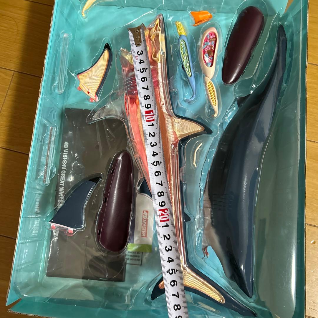 4Dビジョン ホホジロザメ 解剖モデル Great White Shark