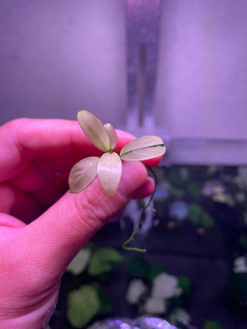 Anubias Panda Congensis(斑入りパンダアヌビアス )