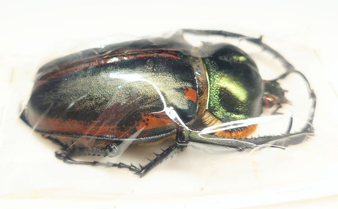 ヤンソニーテナガコガネ　75ミリ野外品　標本