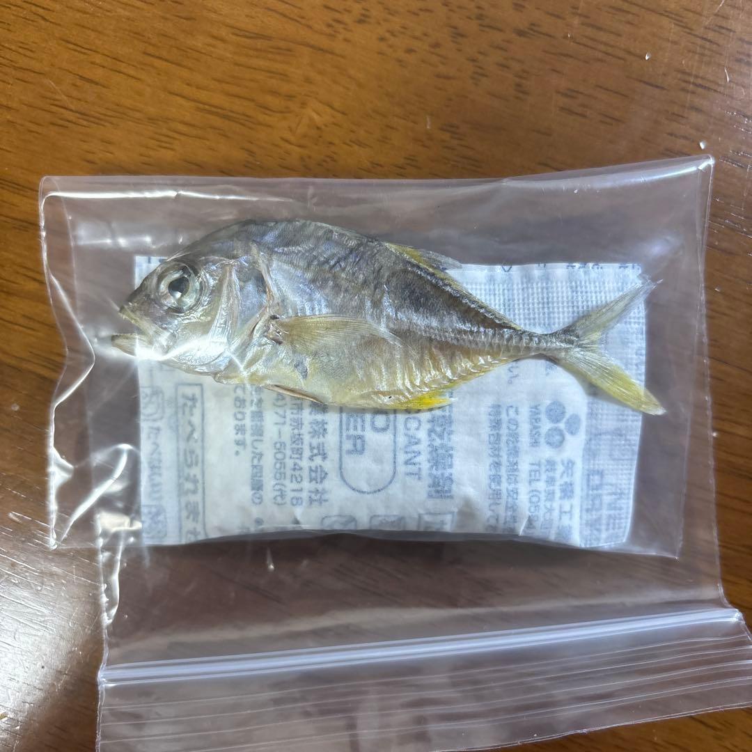 ロウニンアジ　GT ジャイアントトレバリー　魚　標本　ネイチャーテクニカラー