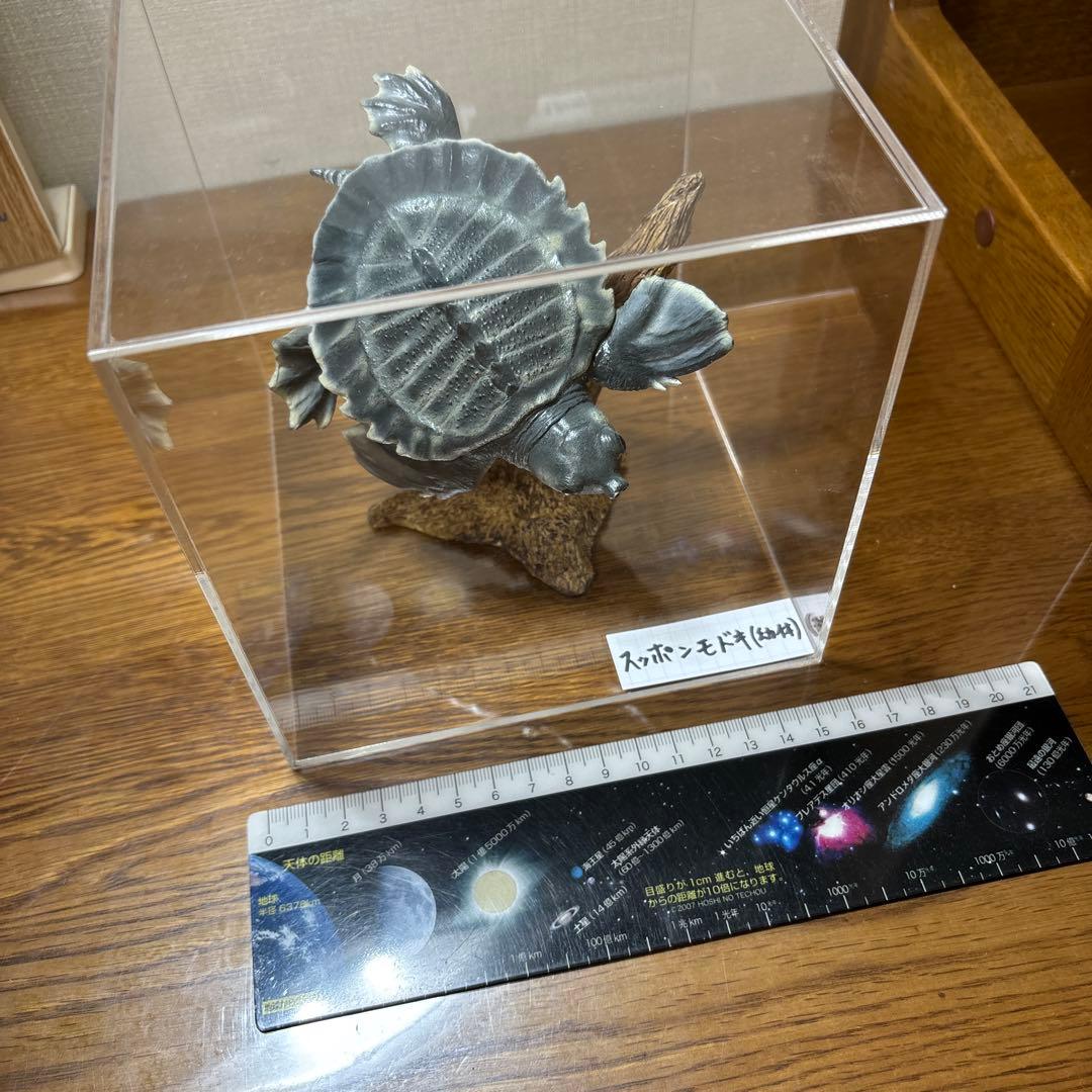 スッポンモドキ フィギュア ネイチャーテクニカラー
