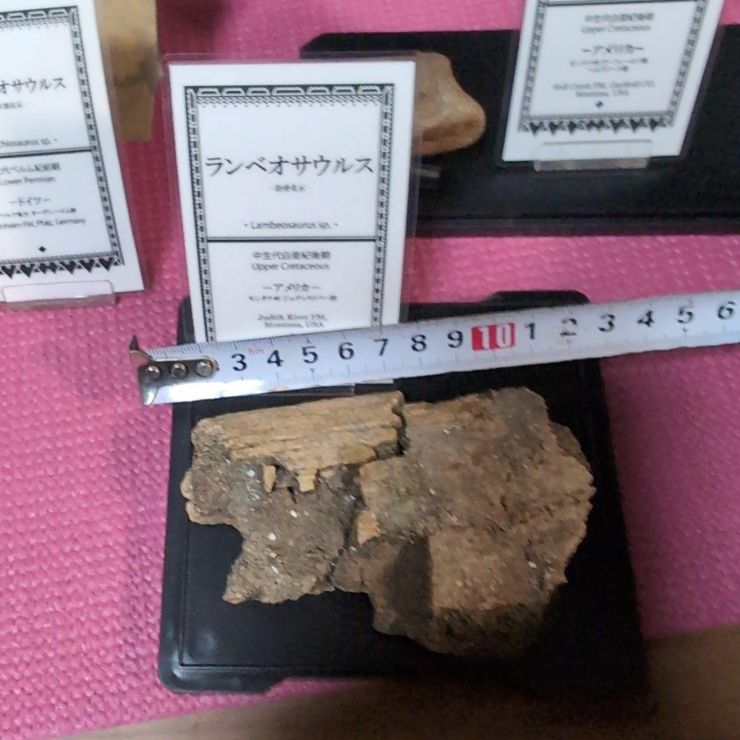 本物　ランベオサウルス　助骨化石　143グラム　ラベル付き