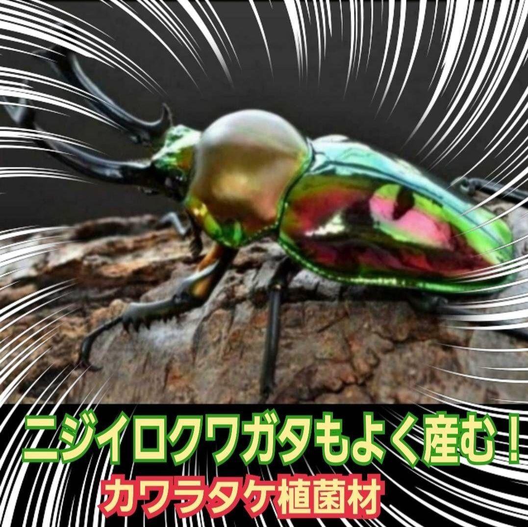 5本セット！クワガタの産卵木はコレが最強！　カワラ植菌材【特大Lサイズ】