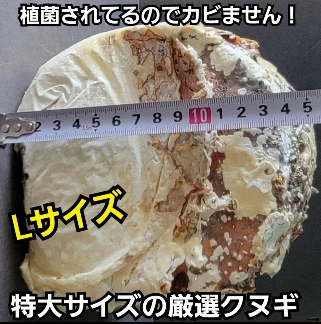 5本セット！クワガタの産卵木はコレが最強！　カワラ植菌材【特大Lサイズ】