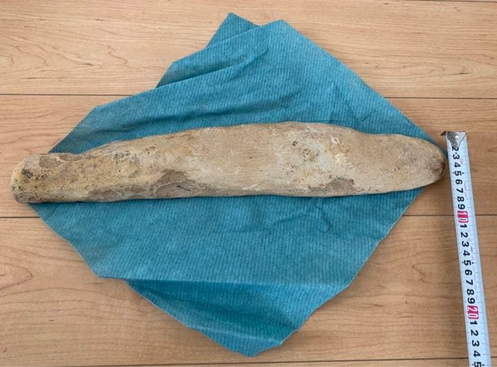 古代魚 化石 ① 白亜紀 1億3500万年〜1億6500万年前