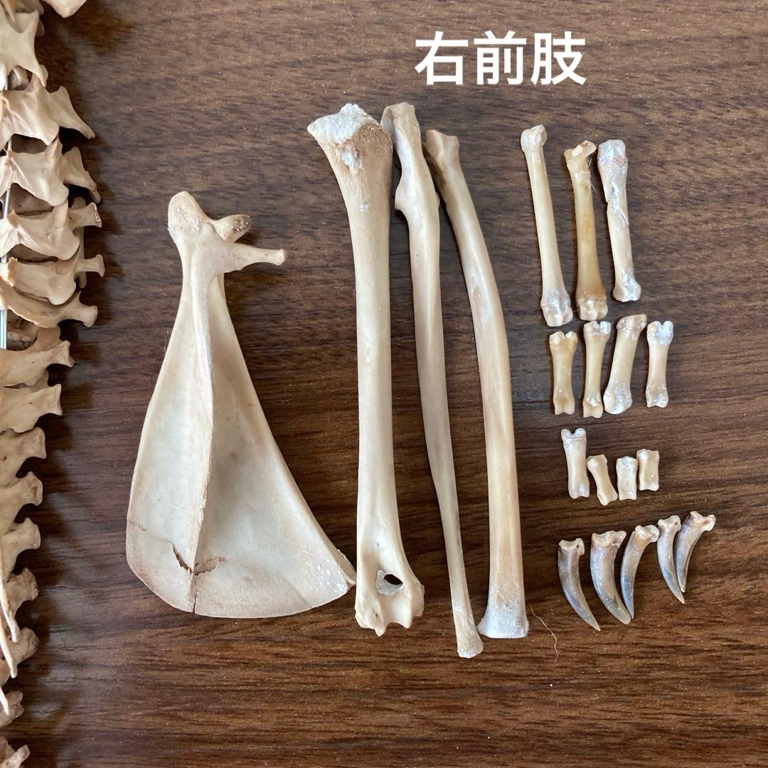 ノウサギの骨標本　頭骨標本