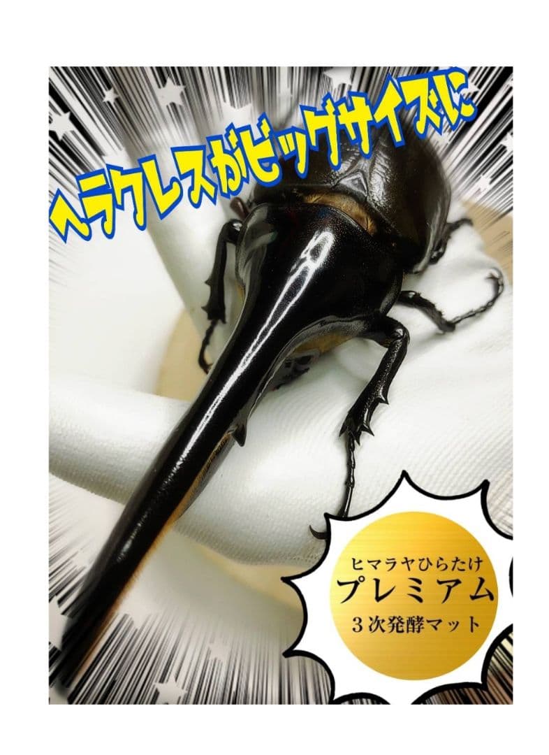 ヘラクレスが巨大化します！プレミアム発酵マット【50L】特殊アミノ酸強化配合！