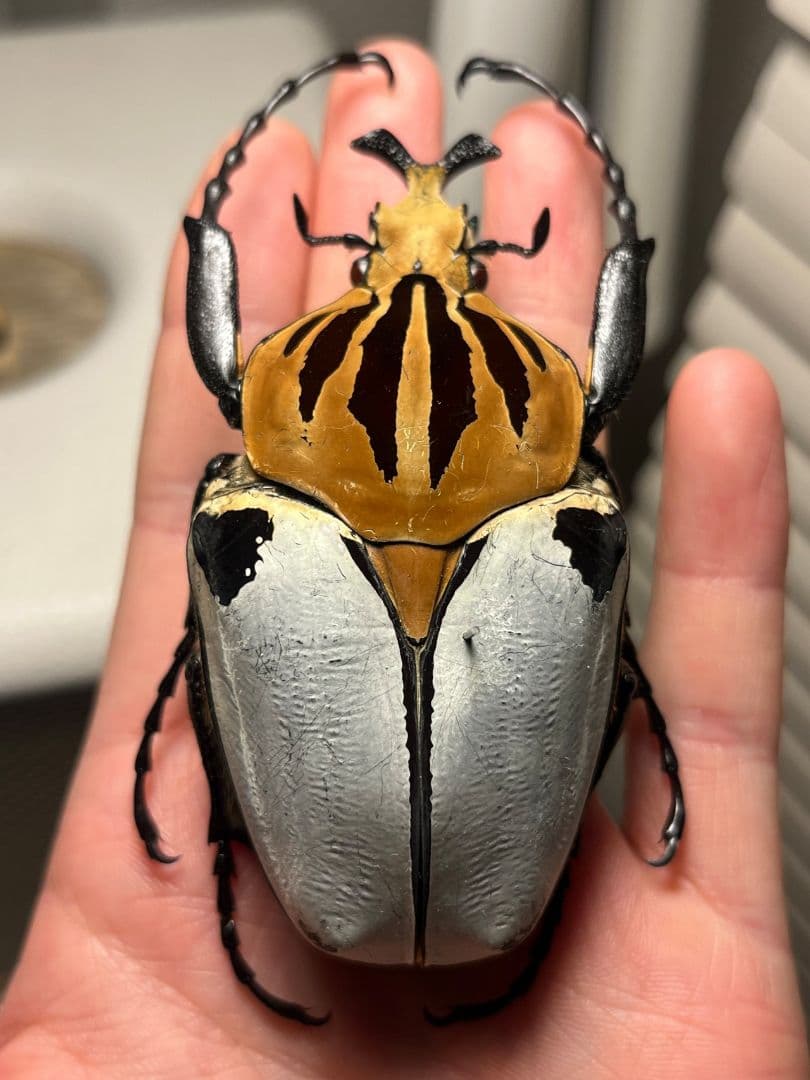 【極BIG】カタモンゴライアスオオツノハナムグ 81mm程♂ Goliath標本