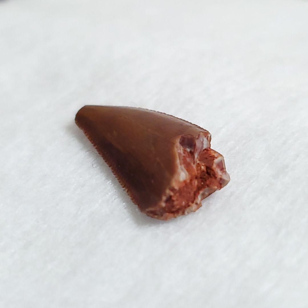 ラプトル 化石 歯 恐竜 本物 モロッコ産 16.92mm  fra30