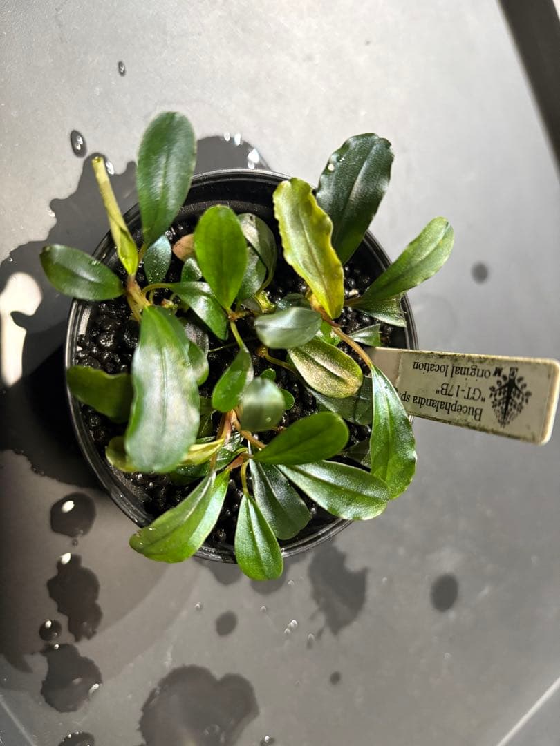 水草 Bucephalandra sp. GT-17B