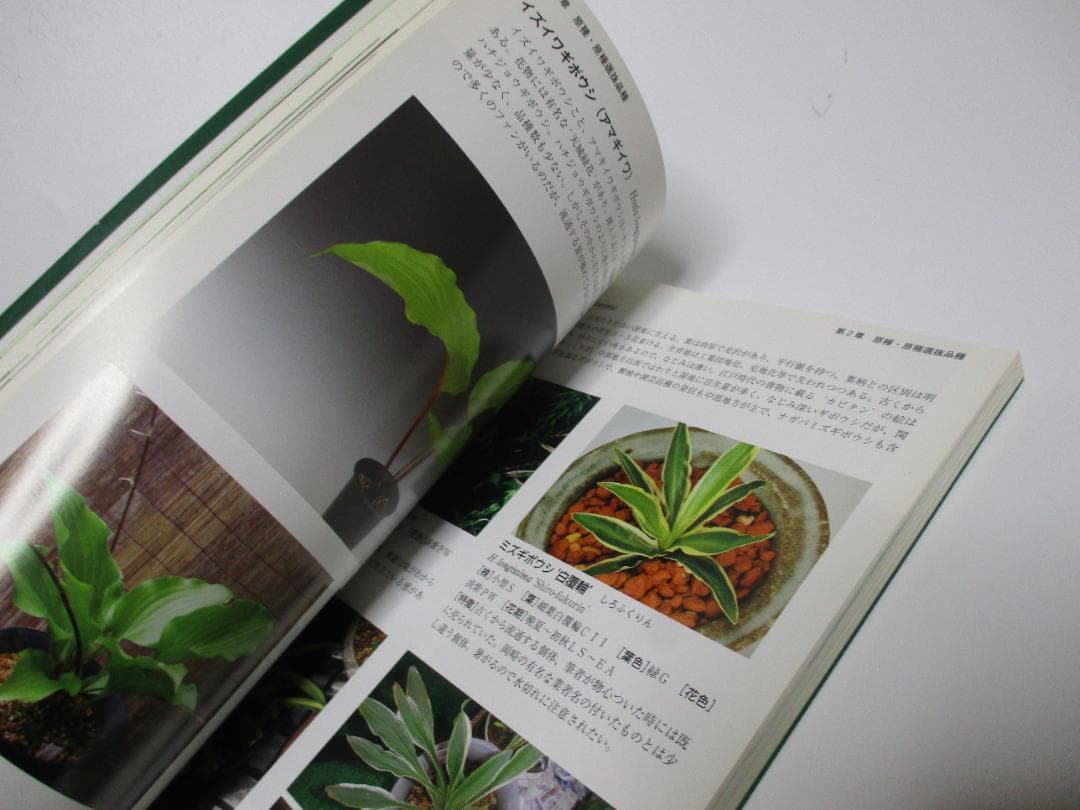 ギボウシ図鑑