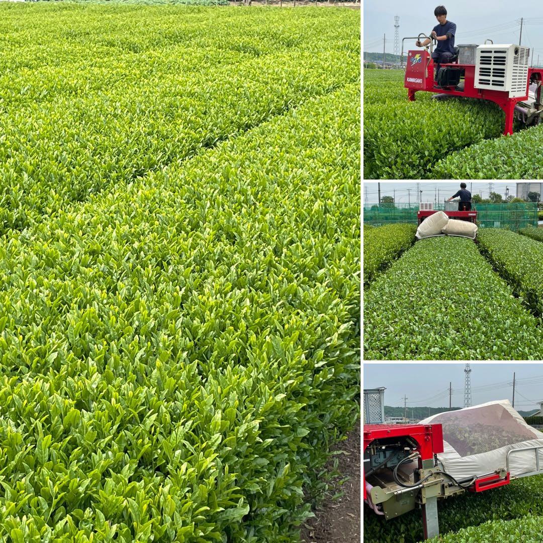 【狭山茶】茶畑直販☆煎茶１袋(令7産)2.5kg一番茶☆深蒸し緑茶日本茶無添加