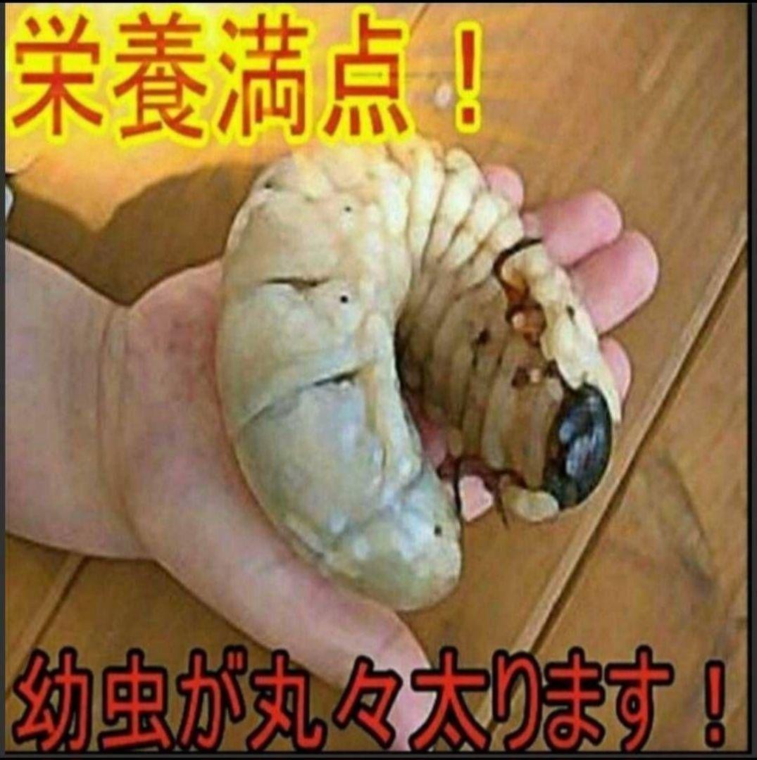 たっぷり100リットル　カブトムシ幼虫が大きくなる！発酵マット　雑虫がわかない