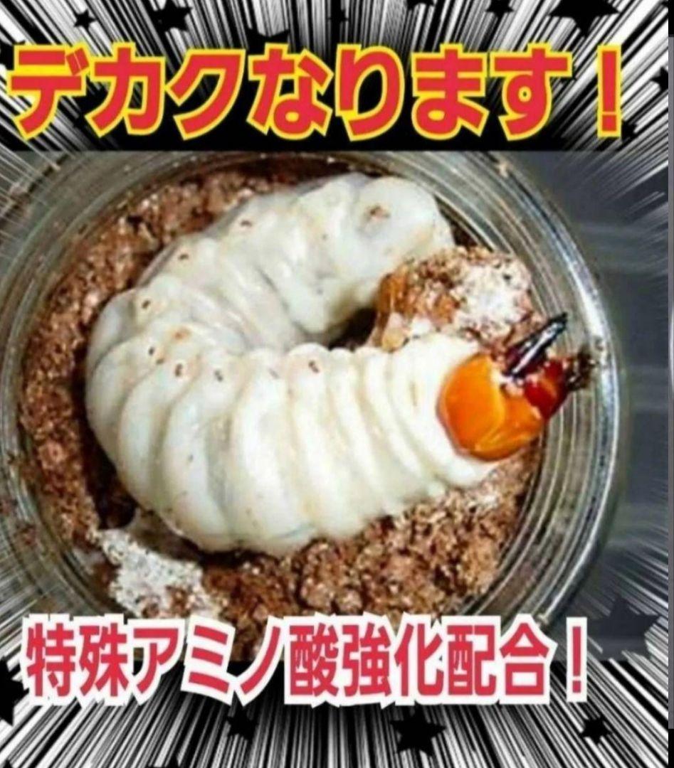 ニジイロクワガタにお薦め！黒アワビタケ菌糸瓶【８本】オオクワ、ヒラタ、ノコギリに