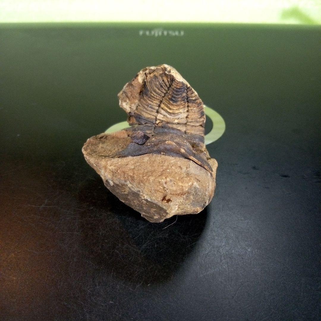 三葉虫　化石　ボリビア産　南アメリカ　trilobite　Bolivia三葉虫⑥