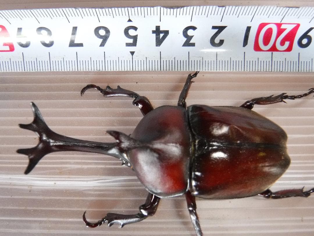カブト虫マット：発酵熟成竹②：成虫・幼虫飼育用：１０００ℓ