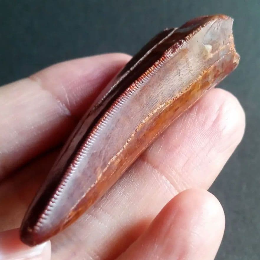 歯化石　恐竜　アフリカ獣脚類　極美麗　高品質標本