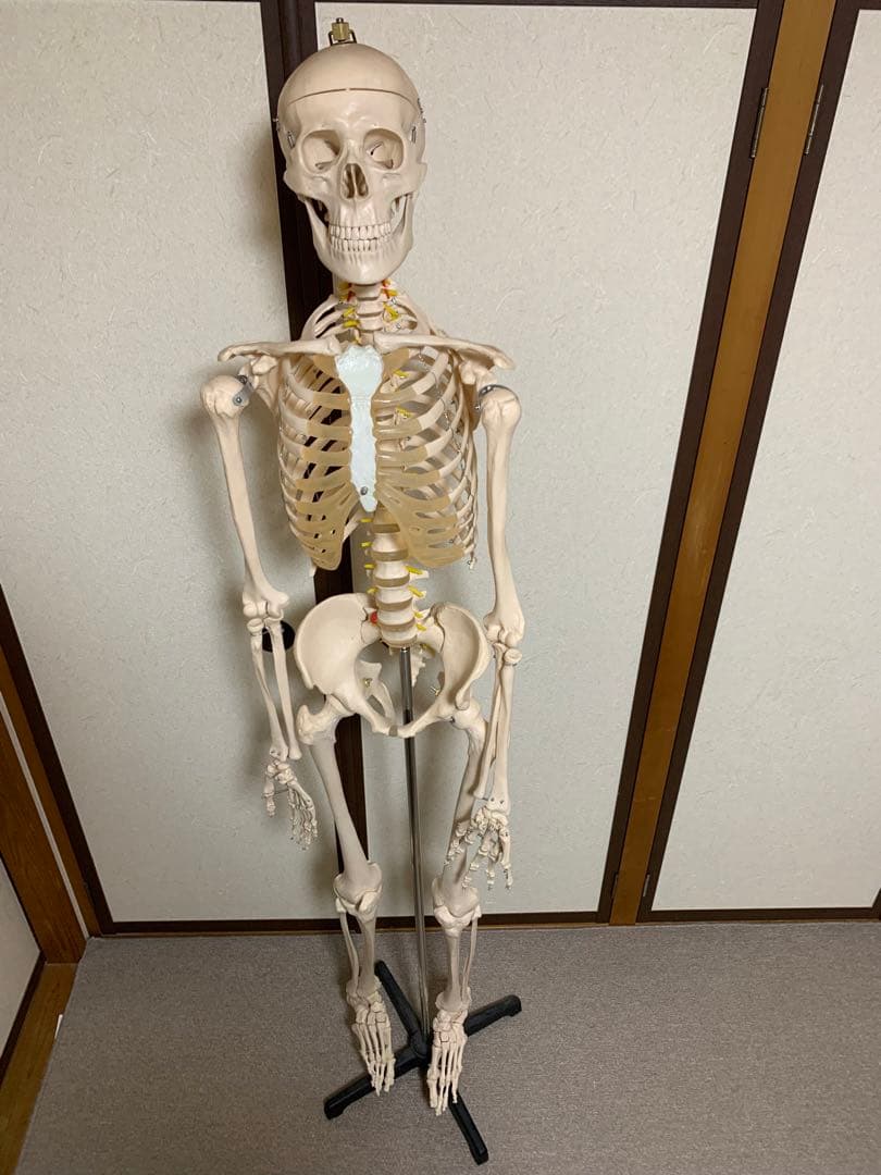 人体模型 可動式170cm スタンド付き